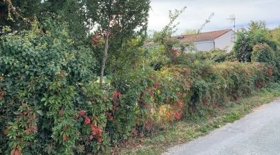 Photo du terrain n°85 de 325 m² à CHANIERS