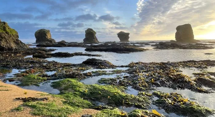 Image d'un terrain à vendre de 334 m² à SAINT-HILAIRE-DE-RIEZ (85)