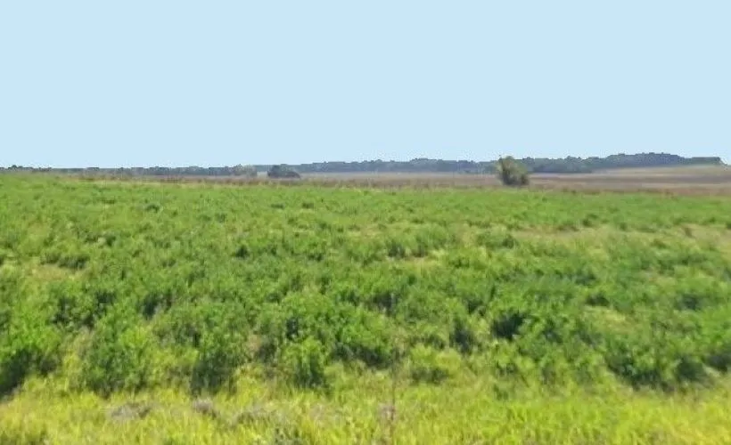 Image Terrain à bâtir de 1450 m² à JUICQ (17)