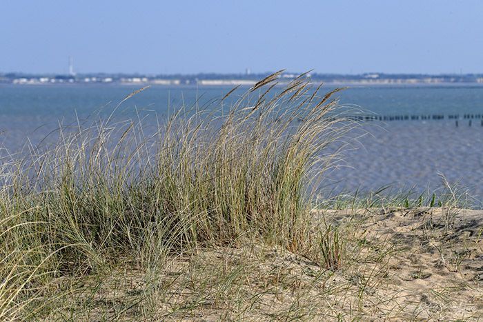 L’ile d’Oléron